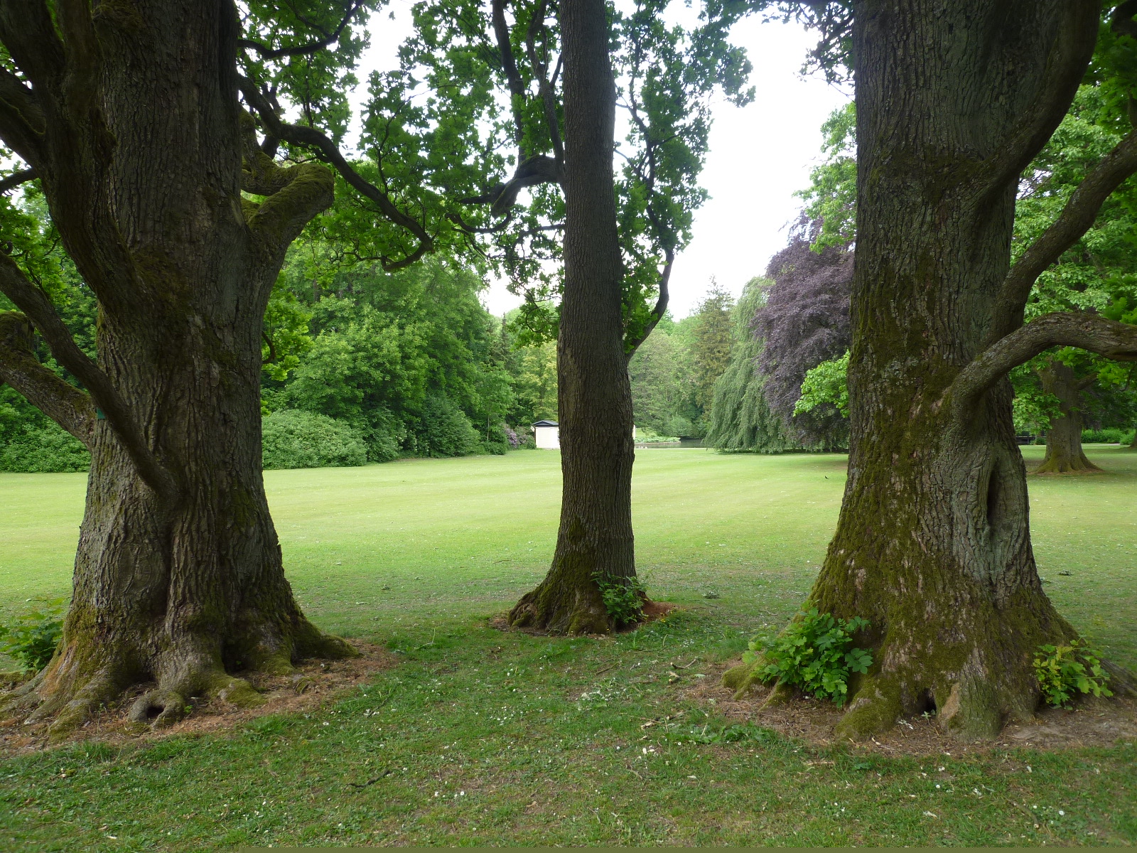 Der Gräfliche Park in Bad Driburg mit altem Baumbestand@ Rosa-Maria Rinkl, Wikimedia Commons.